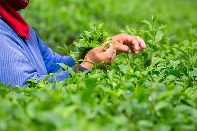 Hand Picking Matcha
