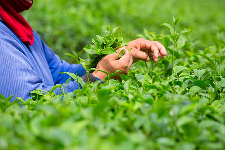 Hand Picking Matcha